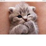 Some people who love kittens