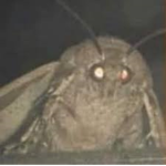 The Moth Cult