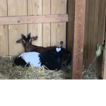 Roblox is goat group. Goat means good