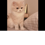 Angelsweetcat6 FAN ARMY :D
