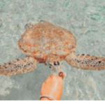 •Aesthetic Turtle•