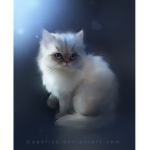 white_kitty