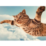Aircat