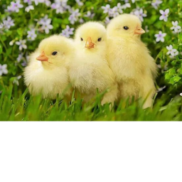 chicken vibez