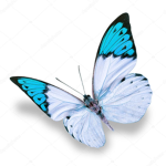 Blue Butterly UwU