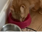 Cat lord