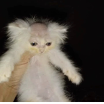 kitty4lyfe