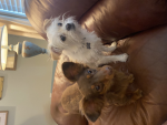 Dogday_rules