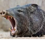 Screaming hog
