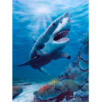 Abby shark clothing