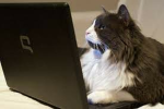 GamingWithAcat