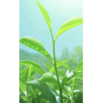 Leafsun