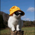 coolgrpiidsks