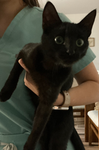 Brat update