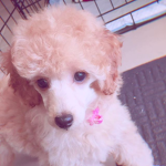pretty poodles