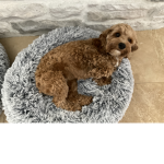 Sandy Bear