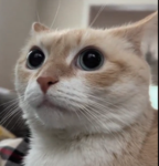 Cute Kitty's and Affiliates