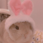 Liza’s bunnies