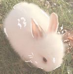 MY BUNNYS!!! :3