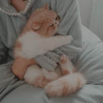 - kitty kittens -