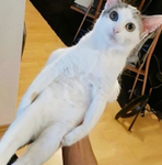 i love silly cats!
