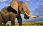 ELEPHANT FUN