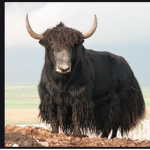 Yak Milk Squad