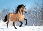 !The Wild Pony Club!