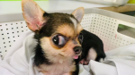 cool doggies!!!