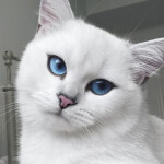 Escape The Cat Obby!