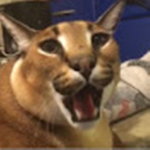 bruh moment v72
