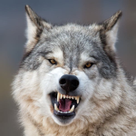 The wolves groop