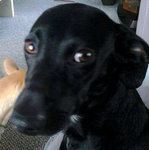 Doggis Dinesty