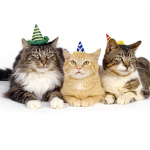 The Party cats X