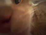 MidnightCatsForever