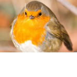 My Robin Flock