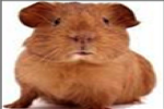 The Guinea Pig Clan!
