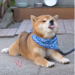 ☆SHIBA SQUAD☆