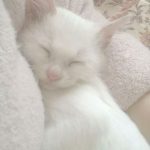 divvy<3