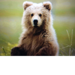 Bear friendsI’m