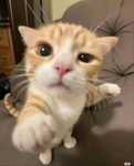 get a job lsr ssd