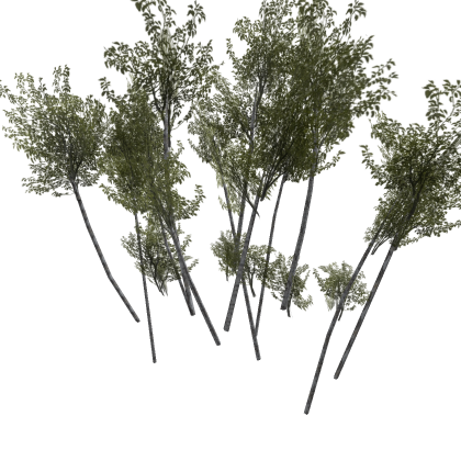 Tree Model