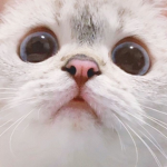 ғᴀᴍᴍᴍᴍ <33