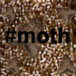 We love moths