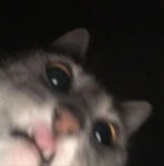 Exotic Meme Group Thumbnail