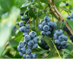 Blueberry cult \OFFICAL/