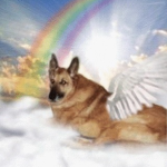 dogheaven