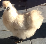 Join the best chicken club