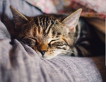 Cat Cat love love