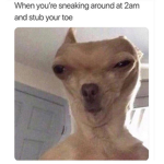 Meme Life World